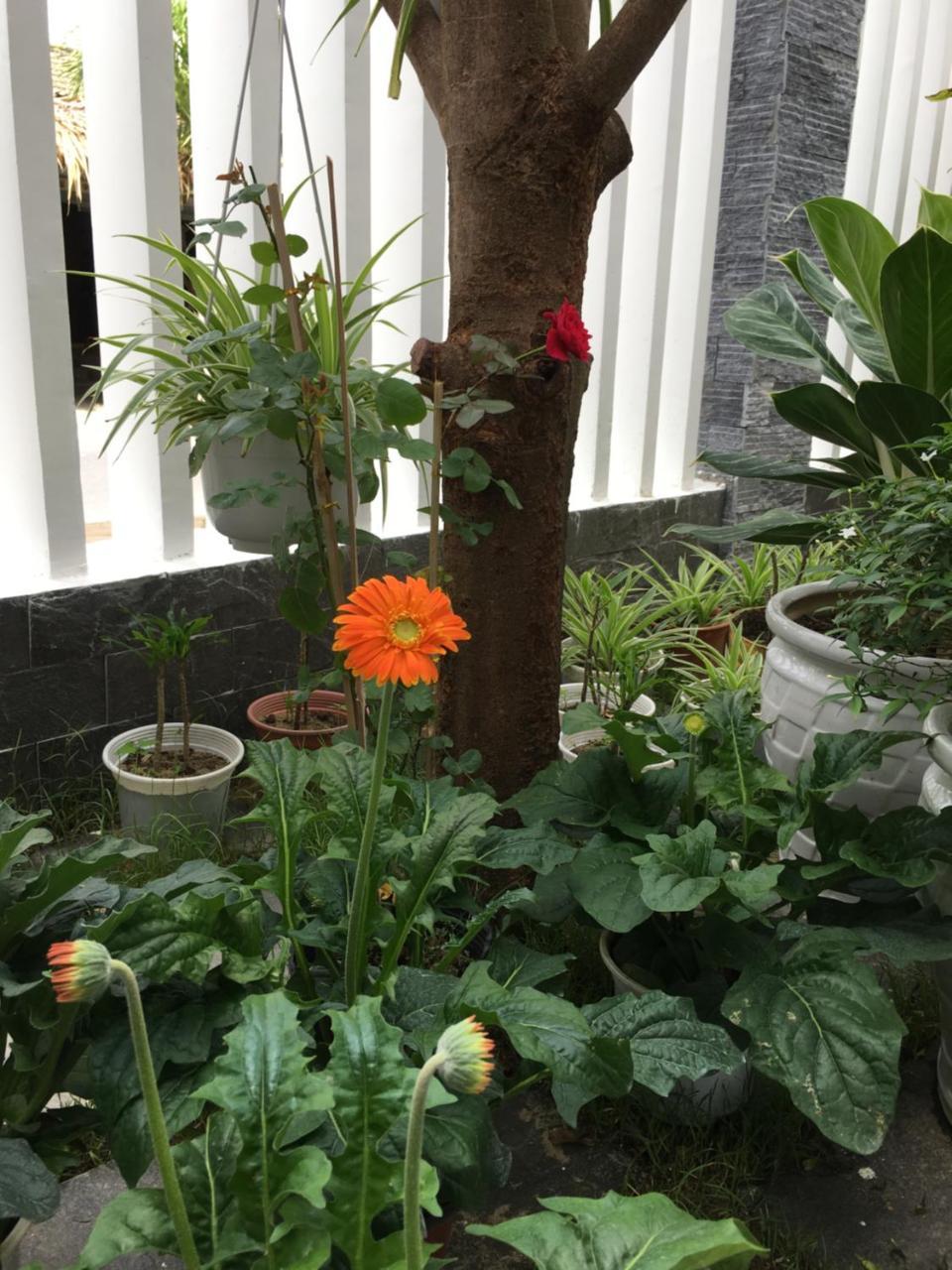 An Bang Scent Beach Homestay Hoi An Luaran gambar